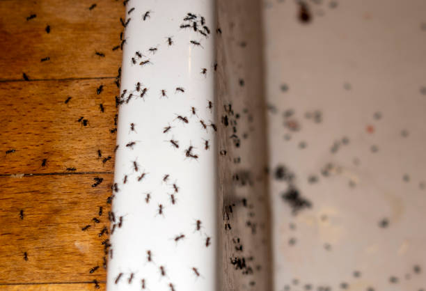 Best Pest Control Treatment  in Hebron, NE