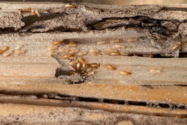 Pest Control Cost in Hebron, NE